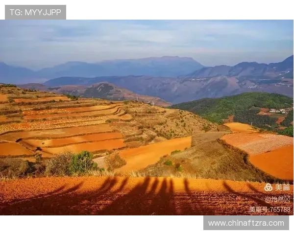 去年红土全强，今年高开早退